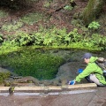 ミヤマキリシマを見に山登りしてきました