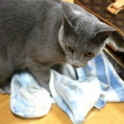 猫とは思えない遊び方をする大きな猫
