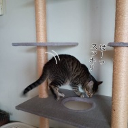 春休みの反動えぐ。と、赤い肉球つくりました。