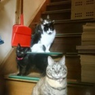 ��ǭ�ʾ�����٤β���