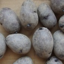 タワラマゼラン