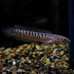 かねだい足立店ブログ