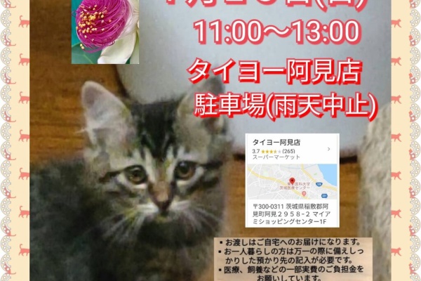 NPO法人茨城県・犬猫共存推進会 公式blog