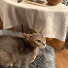 だんなさま作、居酒屋さん風の夜ごはん