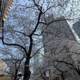 『お花見散歩』の画像