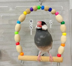 ブランコ訓練がんばるセラ