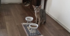 【楽天マラソン】猫たちのごはんとか、気になる家電とか