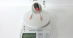 ダイエットしてから乗りなよ