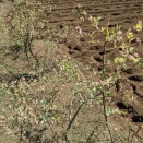 食べる立場に気を利かせた果実