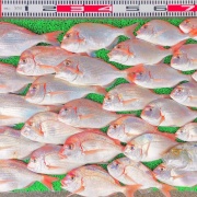 2026年8月1日　釣果
