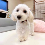 『【子犬】すずめちゃん 里親募集を開始いたしました（マルチーズ系MIX）』の画像