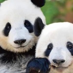 サイエンスジャーナル