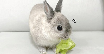 うさぎのルリ(4/19追記)