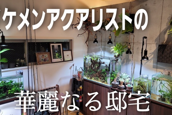 ペット動画まとめch アクアリウム