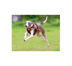 9-26-1　粂田　ヴィータくん　2歳　南あわじドッグラン・飛行犬撮影所にて