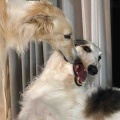巣立ち。
