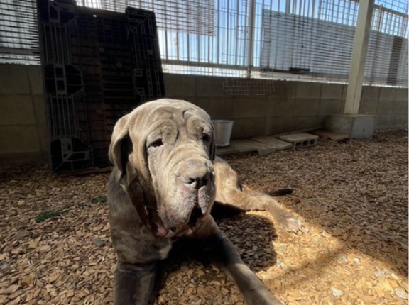 昨日と今日のシェルター通信🐶✋