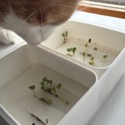 ダイソーで買った50円の種と330円のお人形