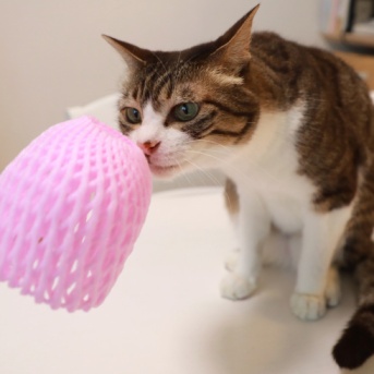 桃の香りに敏感な猫。