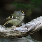 『投稿：涼しい高地の野鳥たち【追記】2025/07/29』の画像