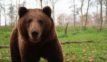 【昭和の怪奇事件】行楽地の悲劇……右手をクマに食べられた少年