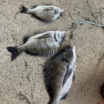 千倉港の海況日記　釣具屋あどう