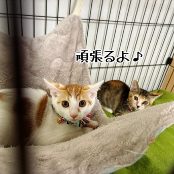 権現、西蓮のお届けでした♪
