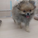 元気いっぱいのポメラニアンちゃん