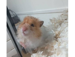 ワイの飼ってるハムスター（※画像あり）
