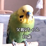 🎵じぃじとばぁばのインコのお家🎵