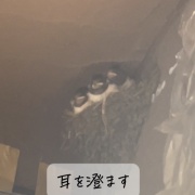  4月5日　玄鳥至(つばめきたる)