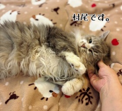 村尾くんとの譲渡会で考えたこと