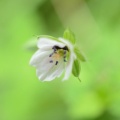優しい可憐な野花…ゲンノショウコ