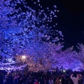 扇町の桜まつり🌸