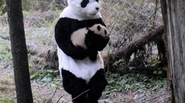 イエティ(雪男)を捕獲→おりに入っていたのはゴリラの着ぐるみをまとった職員 - ロシア