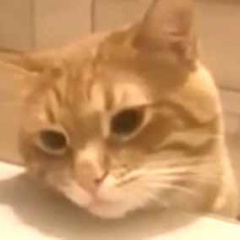 うちのネコがピザを食べようとする。あなたは食べちゃダメ！ なんだよもう！ → 猫、うっぷんを晴らします…