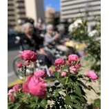 『ウィステリア福岡♬　薔薇見物に行ってきました🌹』の画像