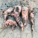 にんじん🥕　2026秋