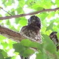 2025鑁阿寺アオバズクの巣離れ幼鳥を撮るI🐤📸(足利市)
