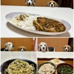 ガオだらけな日々　