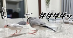 我が家の愉快な文鳥たち