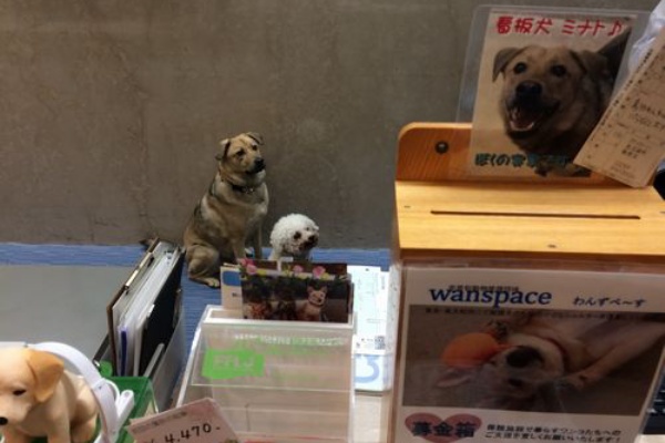 わ ん ぱ ら ぶ ろ ぐ 真面目なお話 わ ん ぱ ら ぶ ろ ぐ 真面目なお話
