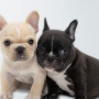 ニューヨークが犬猫など販売禁止！！新法が成立し24年に施行