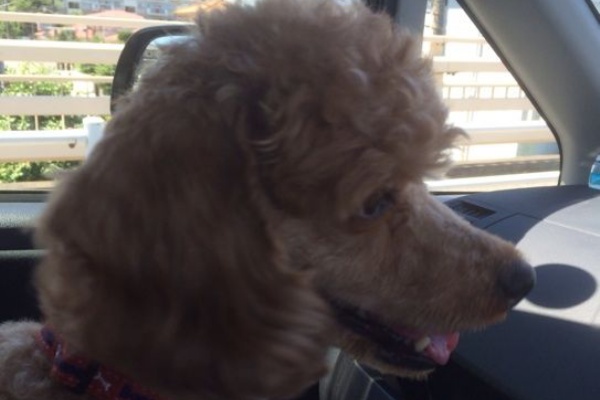 よりみち日記 保護犬預かり記録