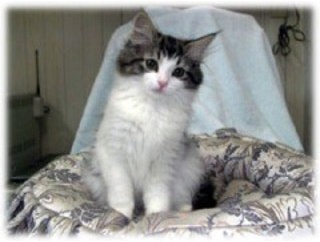 虹の橋で20歳の誕生日を迎えました