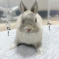 うさぎのルリ(6/21追記)