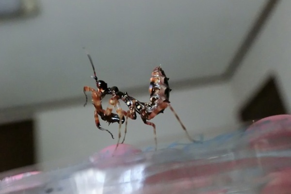 クワガタカマキリ - アフリカメダマカマキリ