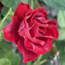 朝霜かかる🌹、秋用寄せ植え植物仕入れる
