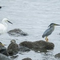 2026年6月18日の野鳥公園