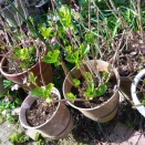 春分　ビニール片付け